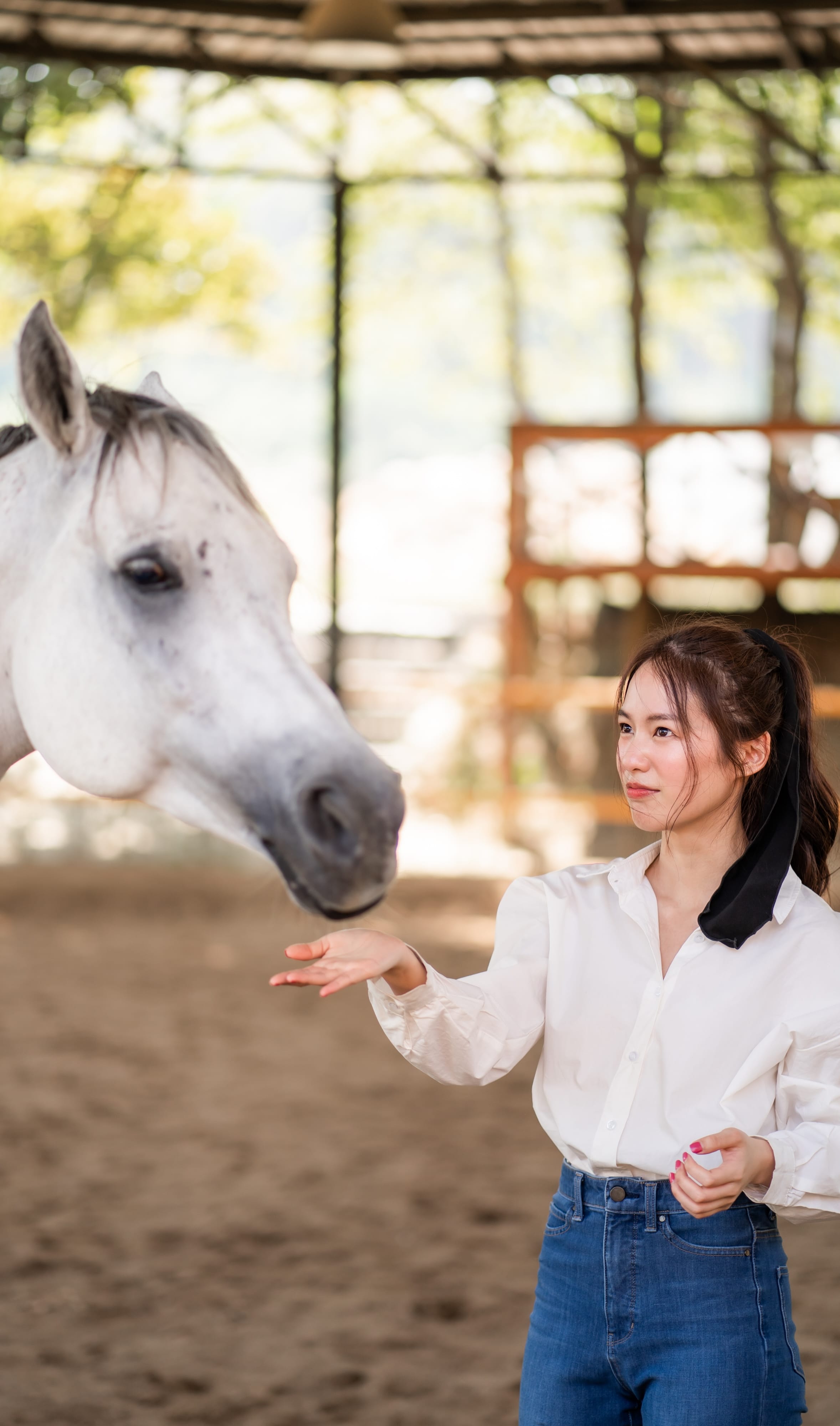 Horses at Pong Horse Park, Chiang Mai